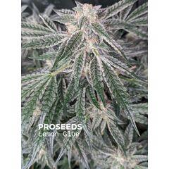 Lemon Glue Auto, Фасовка: 6