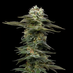 Black Magic Auto, Фасовка: 5