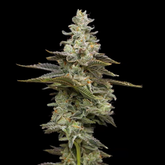 Citronella Sunrize Auto, Фасовка: 5