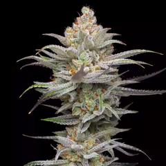 Lime Spritzer Auto, Фасовка: 5
