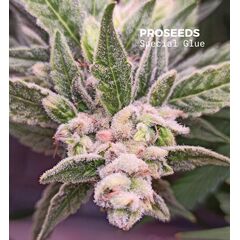 Special Glue Auto, Фасовка: 6