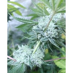 D18 Glue, Фасовка: 3