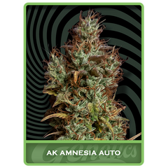 AK Amnesia Auto, Фасовка: 1