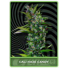 Cali Haze Candy, Фасовка: 3