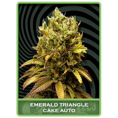 Emerald Triangle Cake Auto, Фасовка: 1