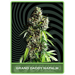 Granddaddy Napalm, Фасовка: 3