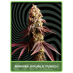 Mimosa Double Punch, Фасовка: 1