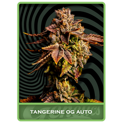 Tangerine OG Auto, Фасовка: 3