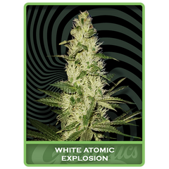 White Atomic Explosion, Фасовка: 3