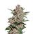 Bubba Kush, Фасовка: 10