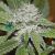 Amnesia Ryder Auto, Фасовка: 3