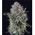 Auto OG Kush, Фасовка: 5