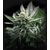 Gorilla Glue #4, Фасовка: 1