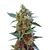 Cream Mandarine XL Auto, Фасовка: 5+2