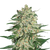 Big Bud, Фасовка: 1
