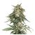 Bcn Critical XXL Fast, Фасовка: 1