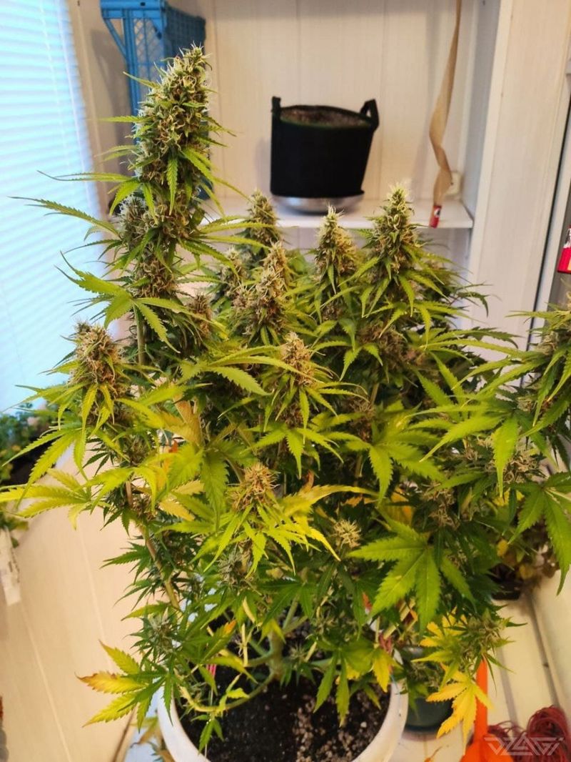 Animal Face Auto, Фасовка: 3, изображение 2