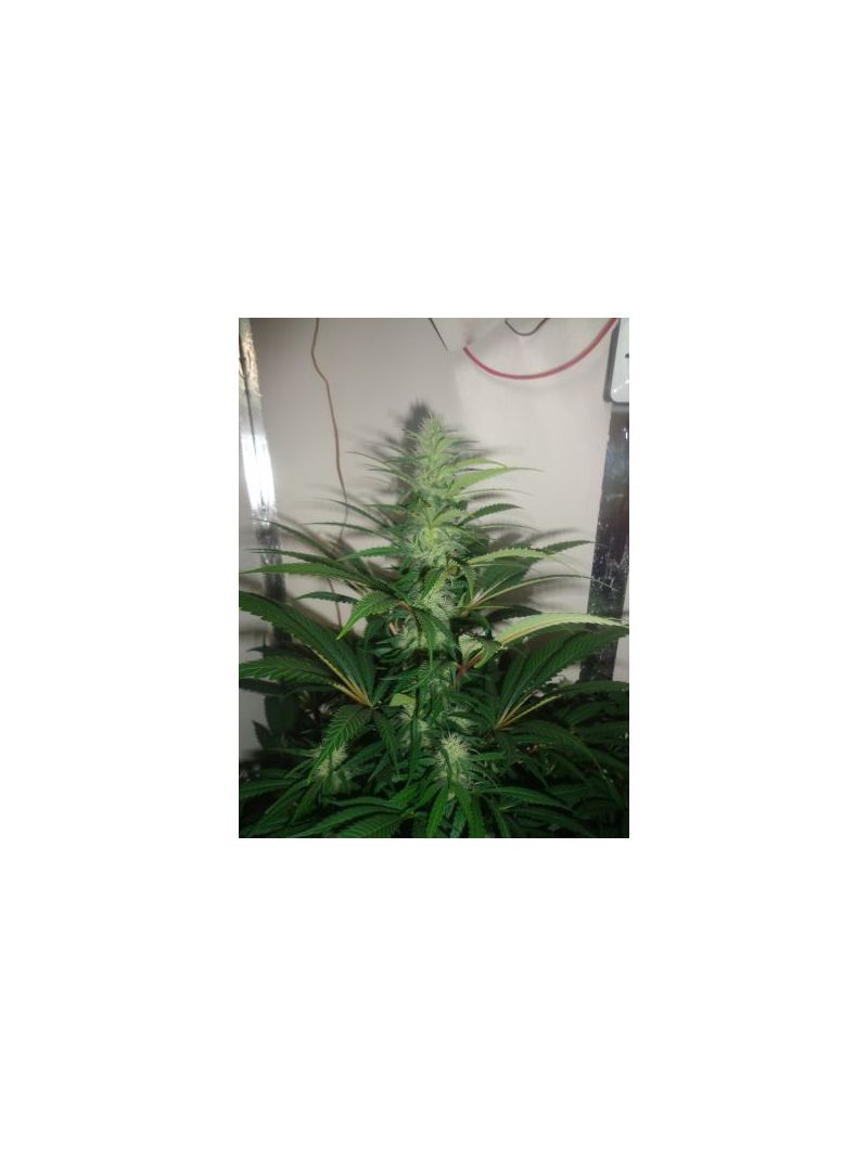 AK Skunk, Фасовка: 3, изображение 4