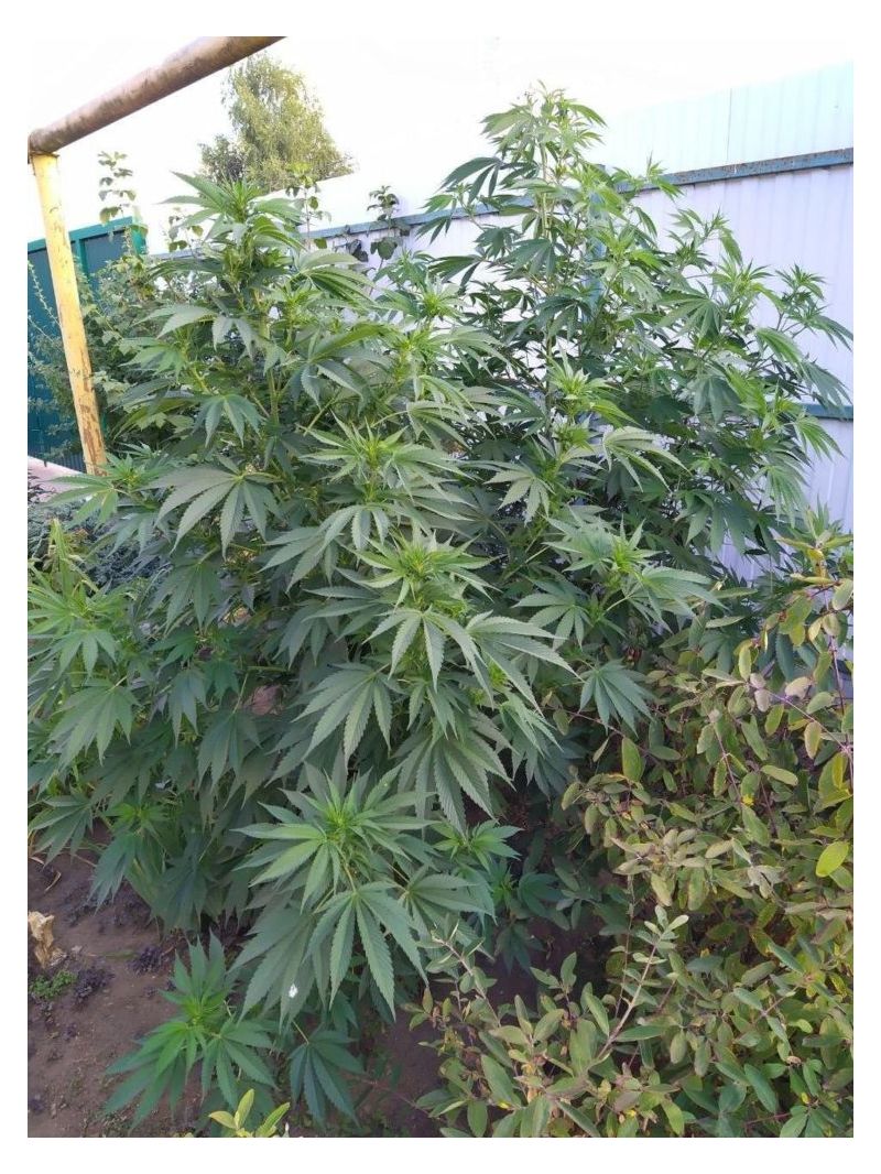 AK Skunk, Фасовка: 3, изображение 5