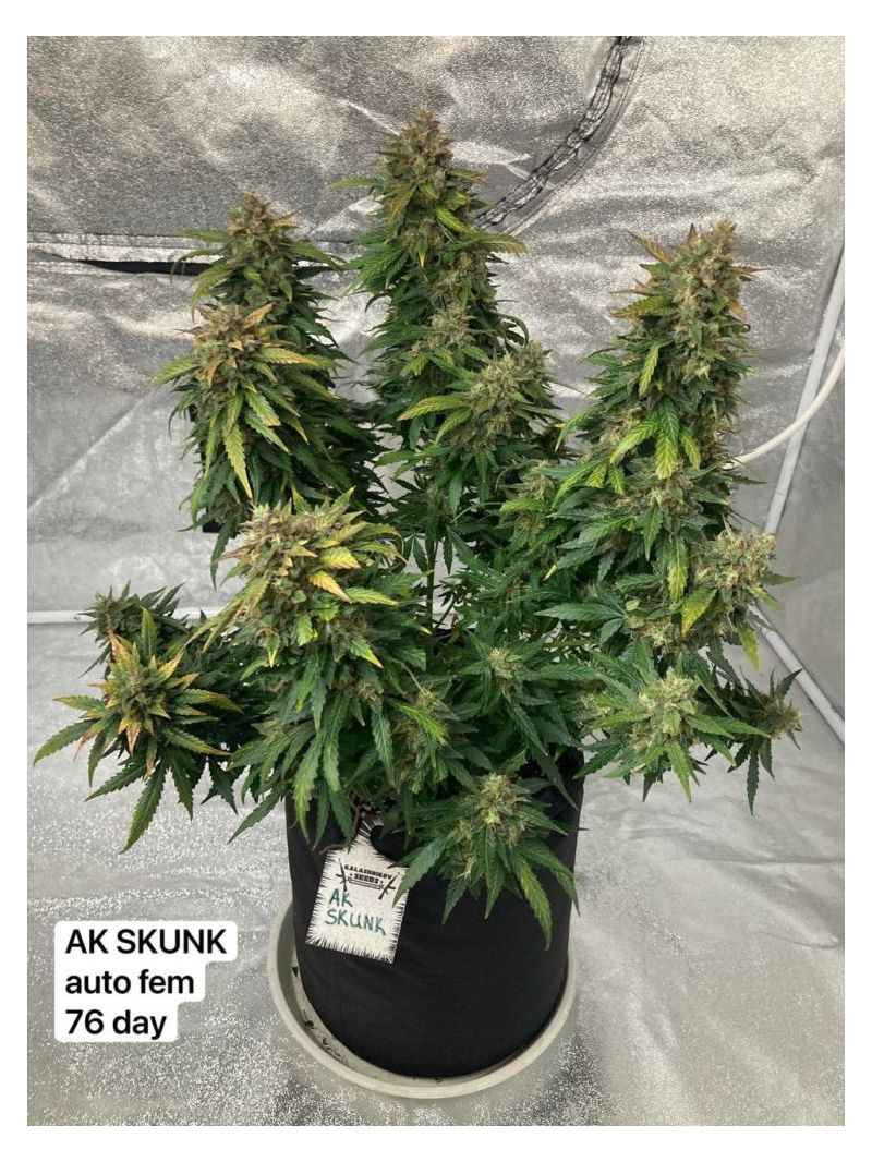 AK Skunk, Фасовка: 3, изображение 7