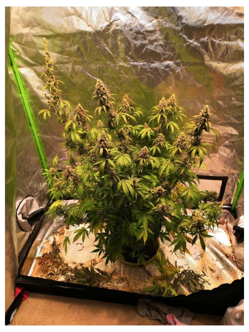 Sticky Fingers Auto, Фасовка: 1, изображение 2