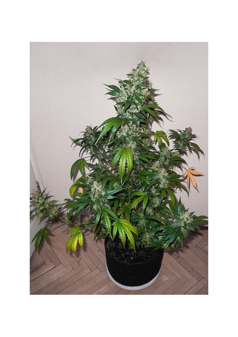 AK Skunk, Фасовка: 3, изображение 6