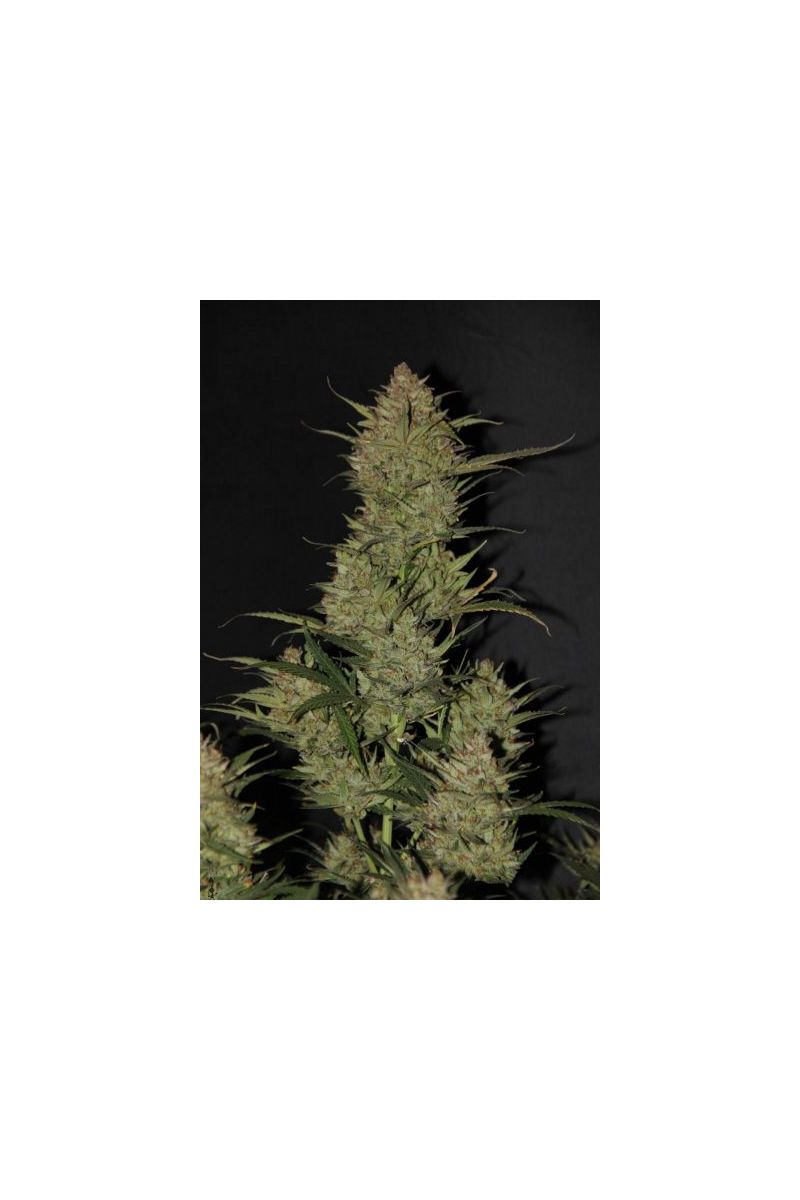 Auto OG Kush, Фасовка: 5, изображение 2