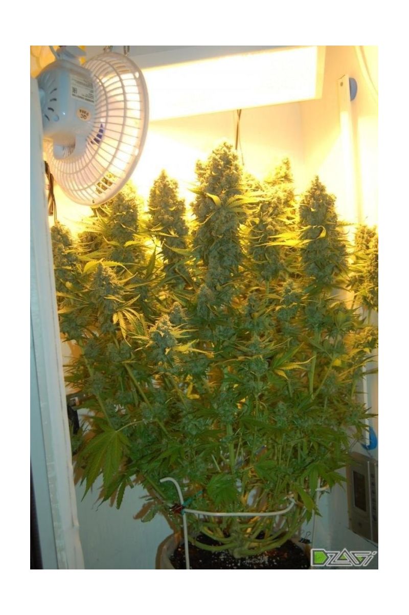 AK Skunk, Фасовка: 3, изображение 2