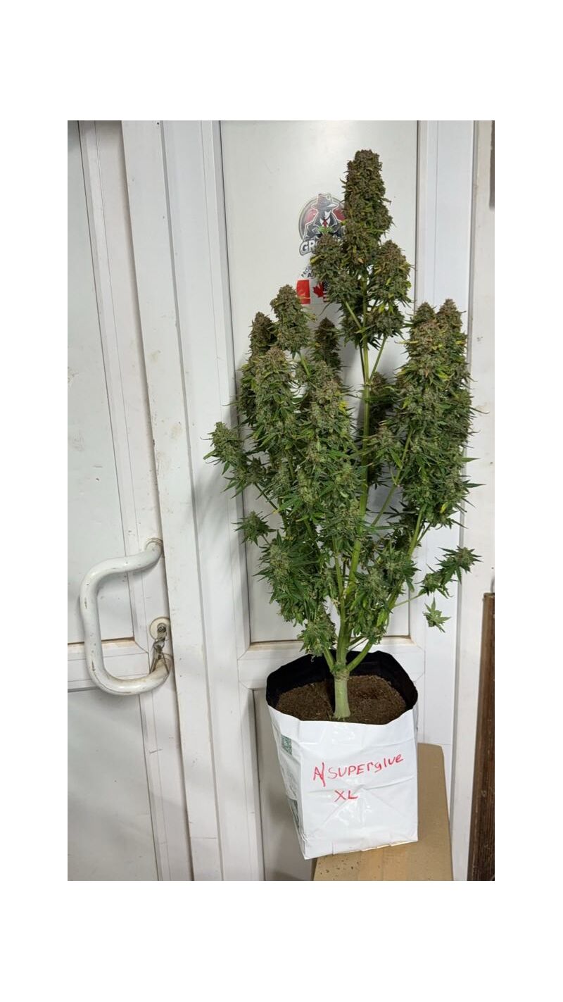 Auto superglue XL, Фасовка: 3, изображение 2