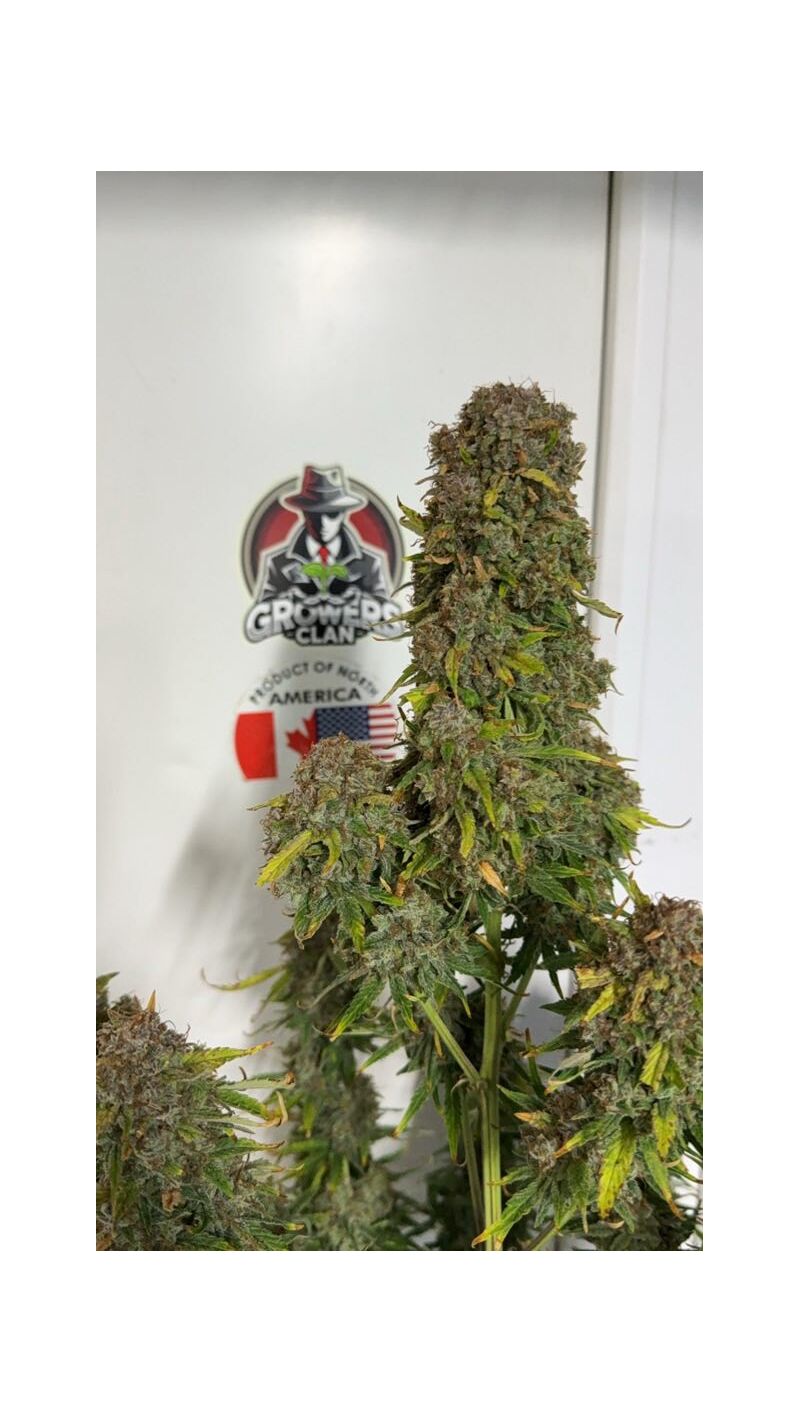 Auto superglue XL, Фасовка: 3, изображение 3