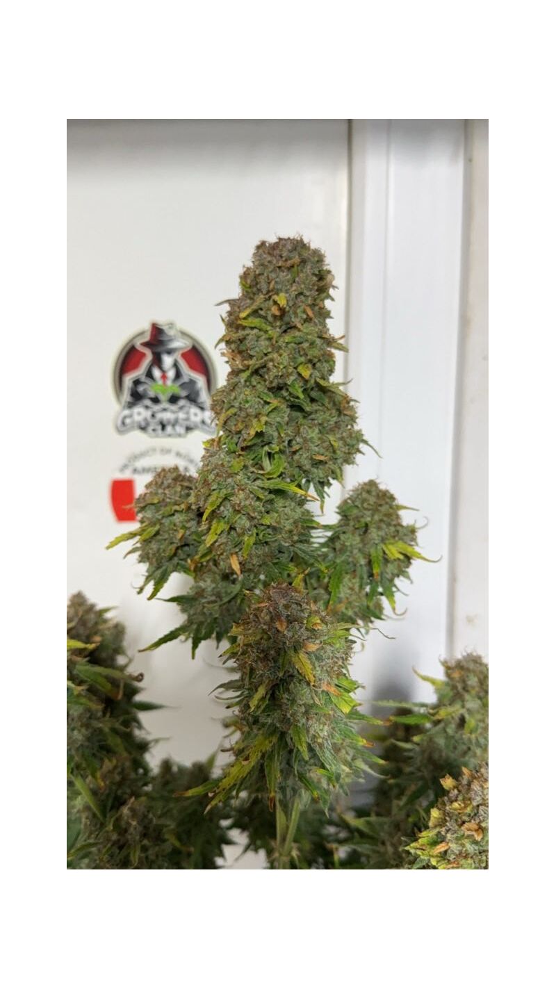 Auto superglue XL, Фасовка: 3, изображение 4