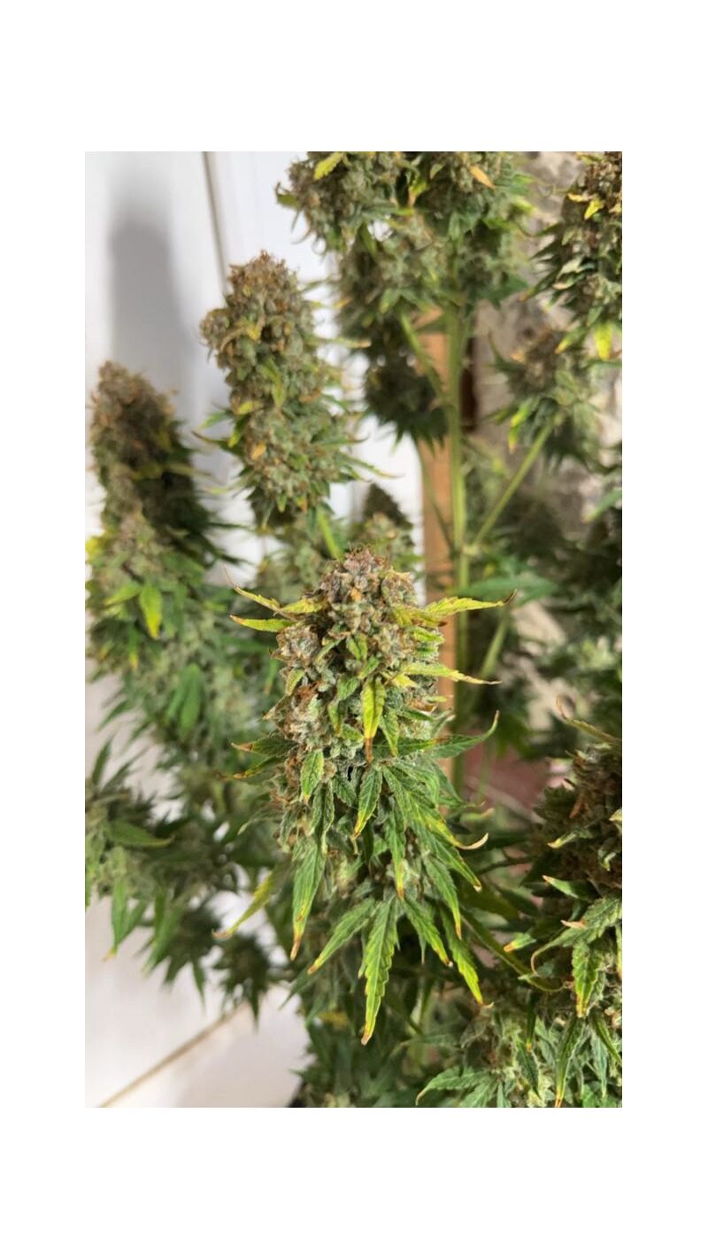 Auto superglue XL, Фасовка: 3, изображение 5