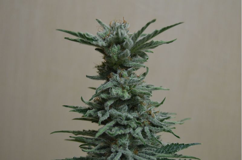 AK Skunk, Фасовка: 3