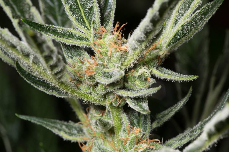 Auto OG Kush, Фасовка: 5, изображение 4