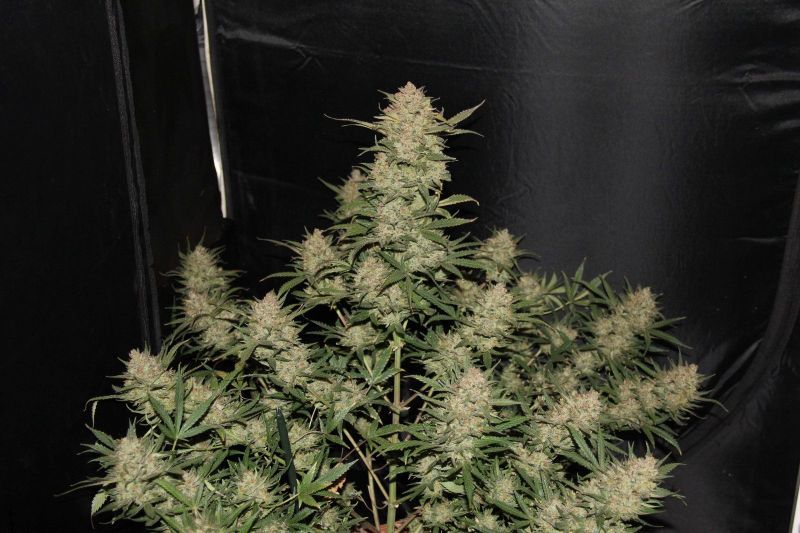 Auto OG Kush, Фасовка: 5, изображение 3