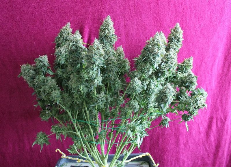 Sticky Fingers Auto, Фасовка: 1, изображение 3