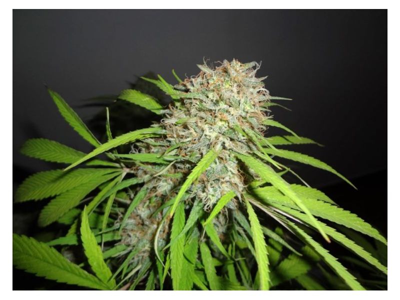 AK Skunk, Фасовка: 3, изображение 3