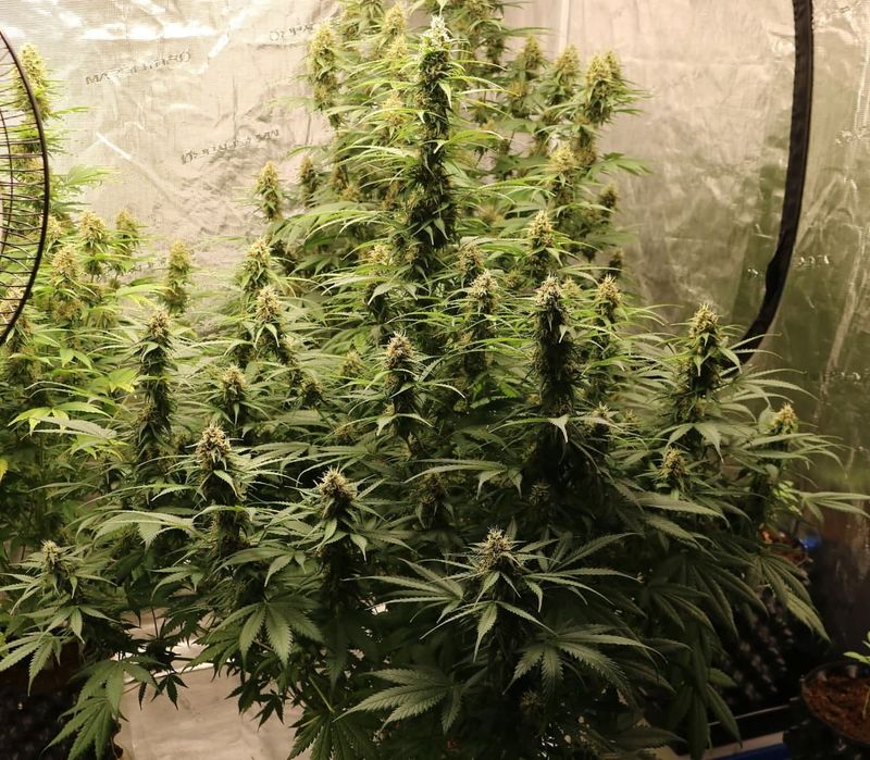 Animal Face Auto, Фасовка: 3, изображение 3