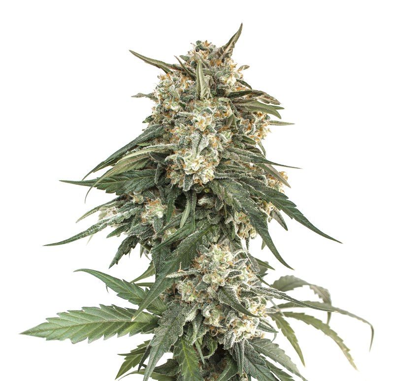 Bcn Critical XXL Fast, Фасовка: 1