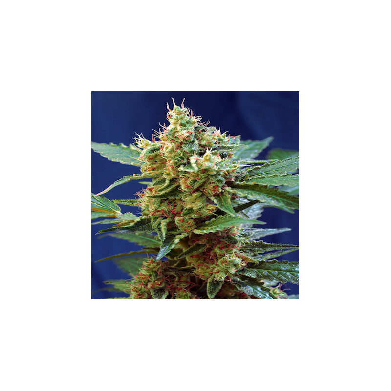 Cream Mandarine XL Auto, Фасовка: 3+1, изображение 2