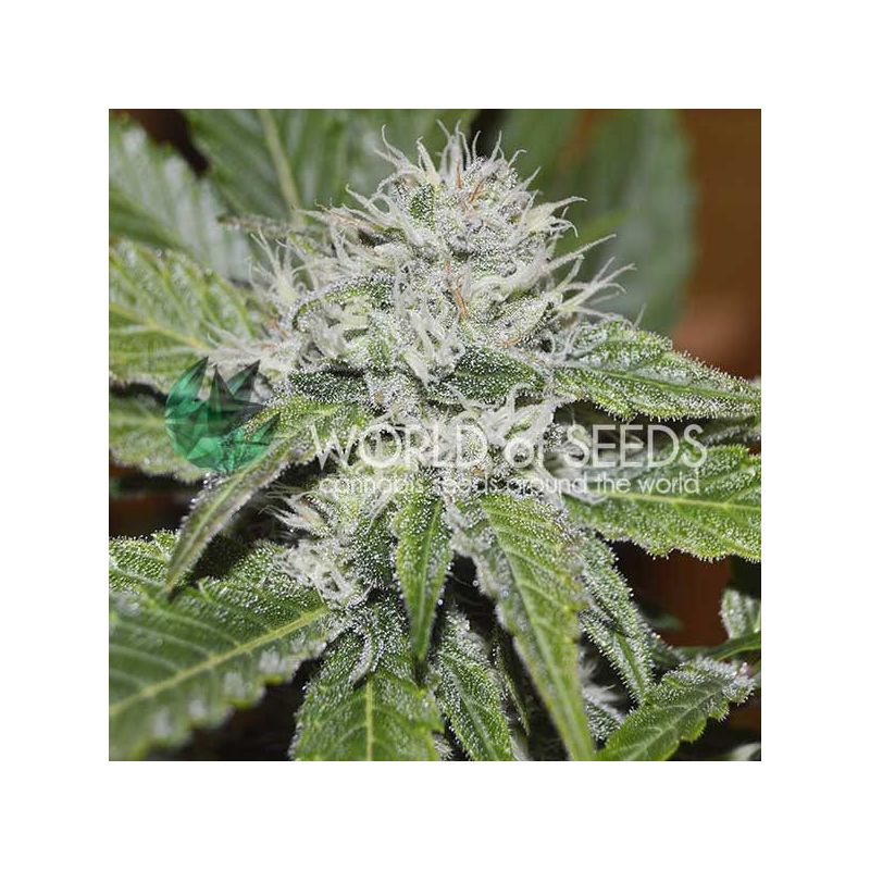 Amnesia Ryder Auto, Фасовка: 3
