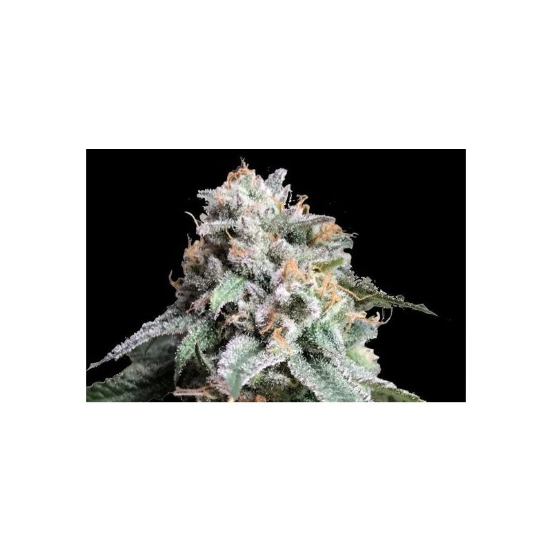 Auto AK 47 genetics, Фасовка: 5+2