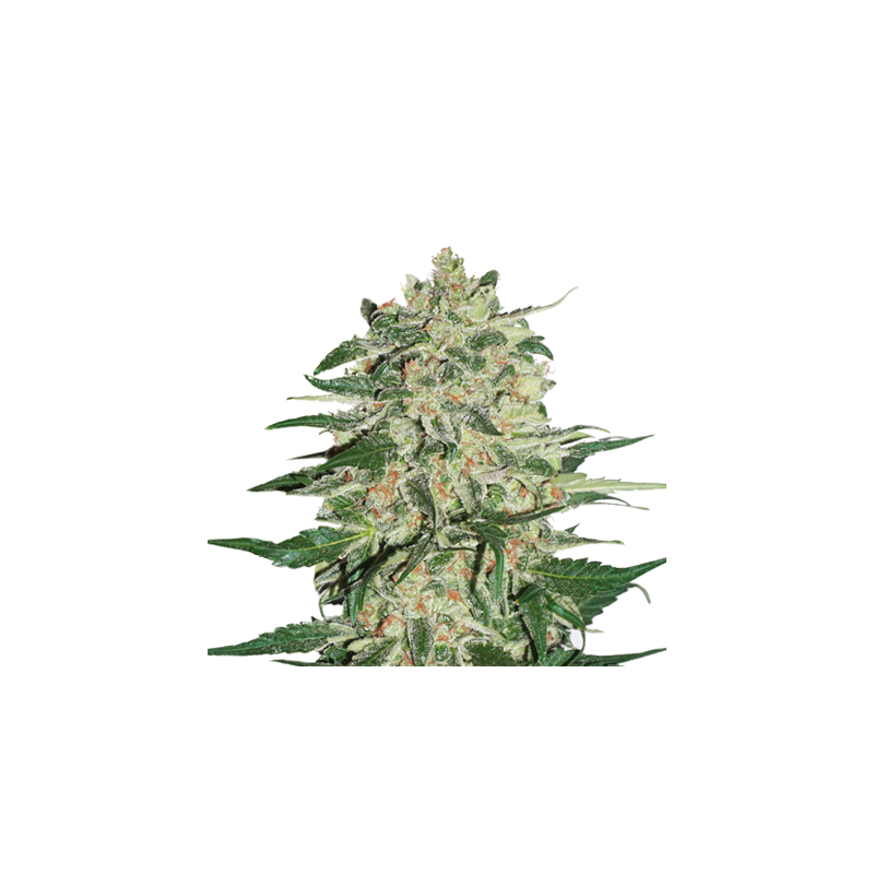 Big Bud, Фасовка: 1