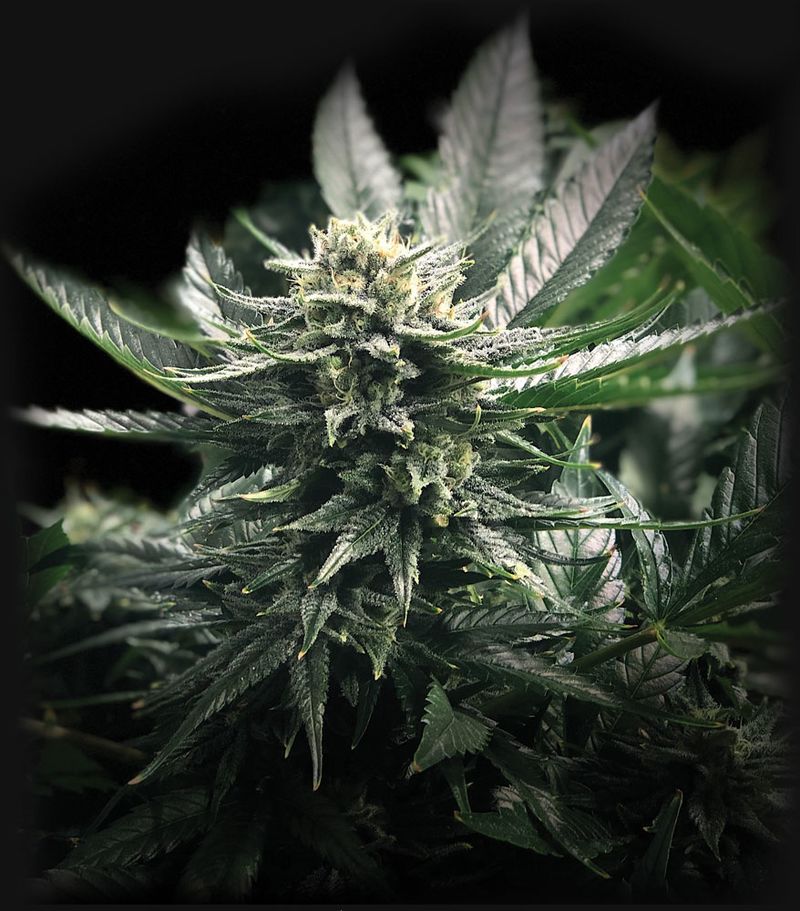 Gorilla Glue #4, Фасовка: 1