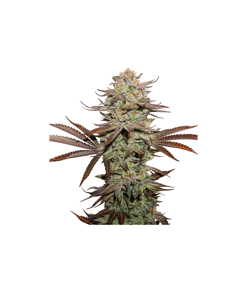 Sticky Fingers Auto, Фасовка: 1