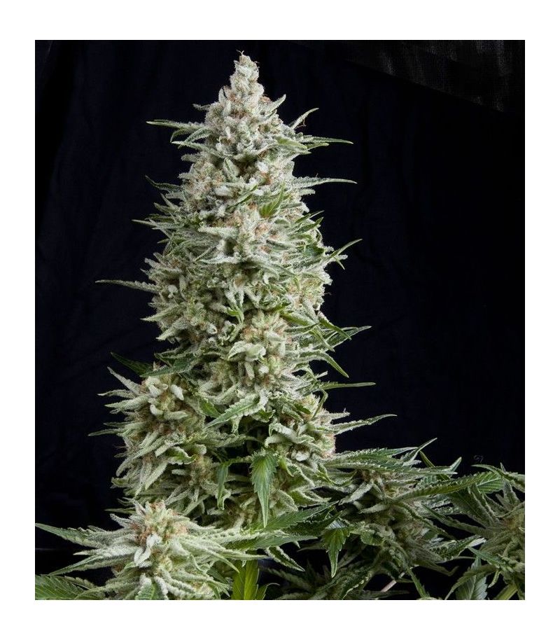Amnesia Gold, Фасовка: 3+1