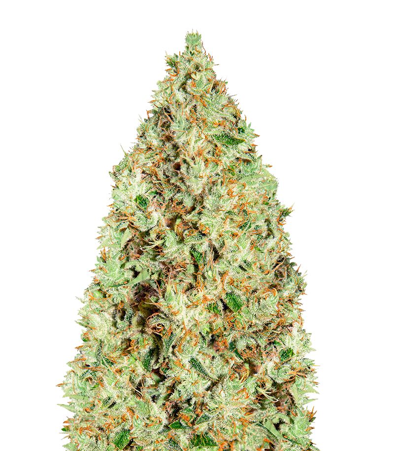 Super Silver Haze, Фасовка: 3