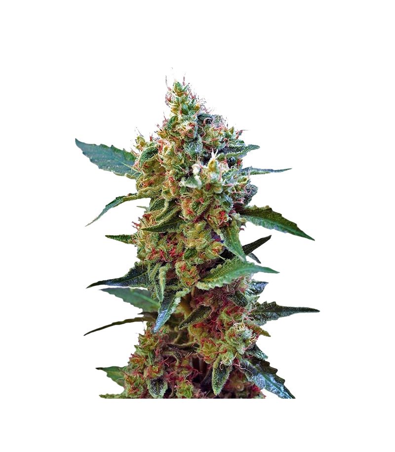 Cream Mandarine XL Auto, Фасовка: 3+1