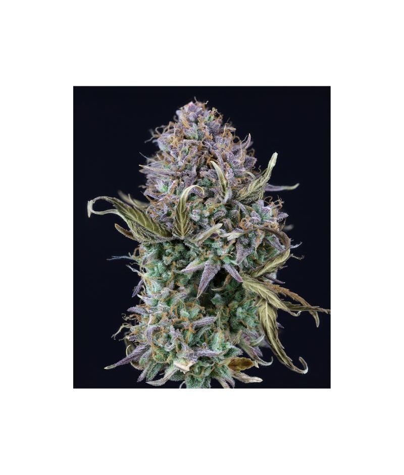 Auto OG Kush, Фасовка: 5