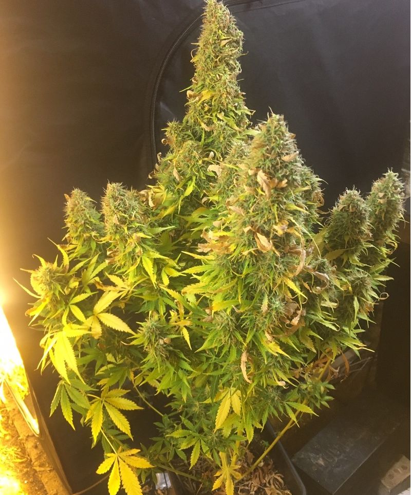 Sticky Fingers Auto, Фасовка: 1, изображение 4